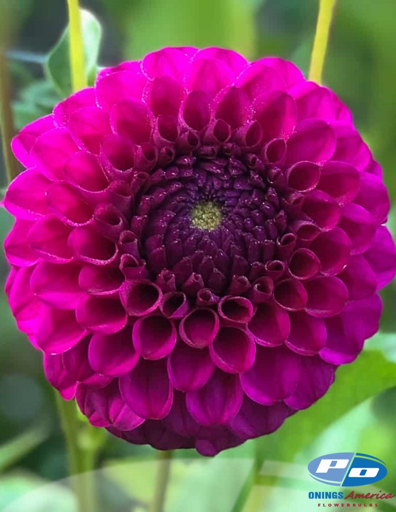 Dahlia : Cryfield Harmony (Shipping March 2026)