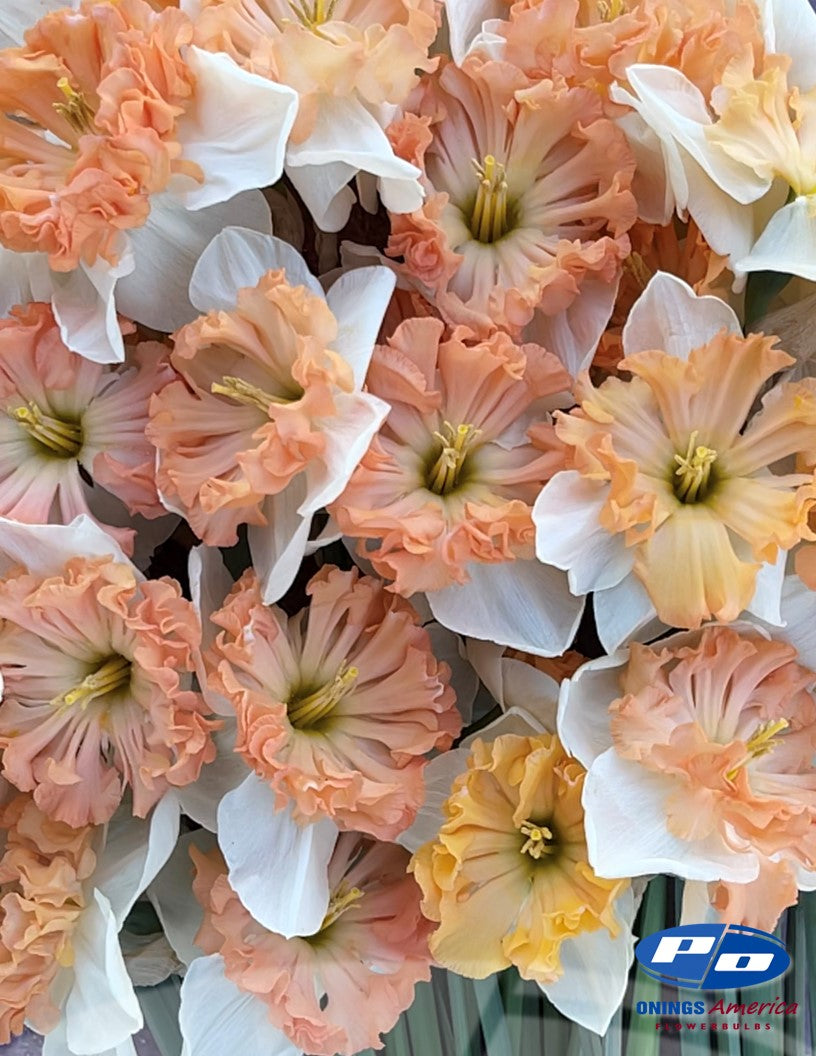 Daffodil: Mammoth Moutain (ship week 43)