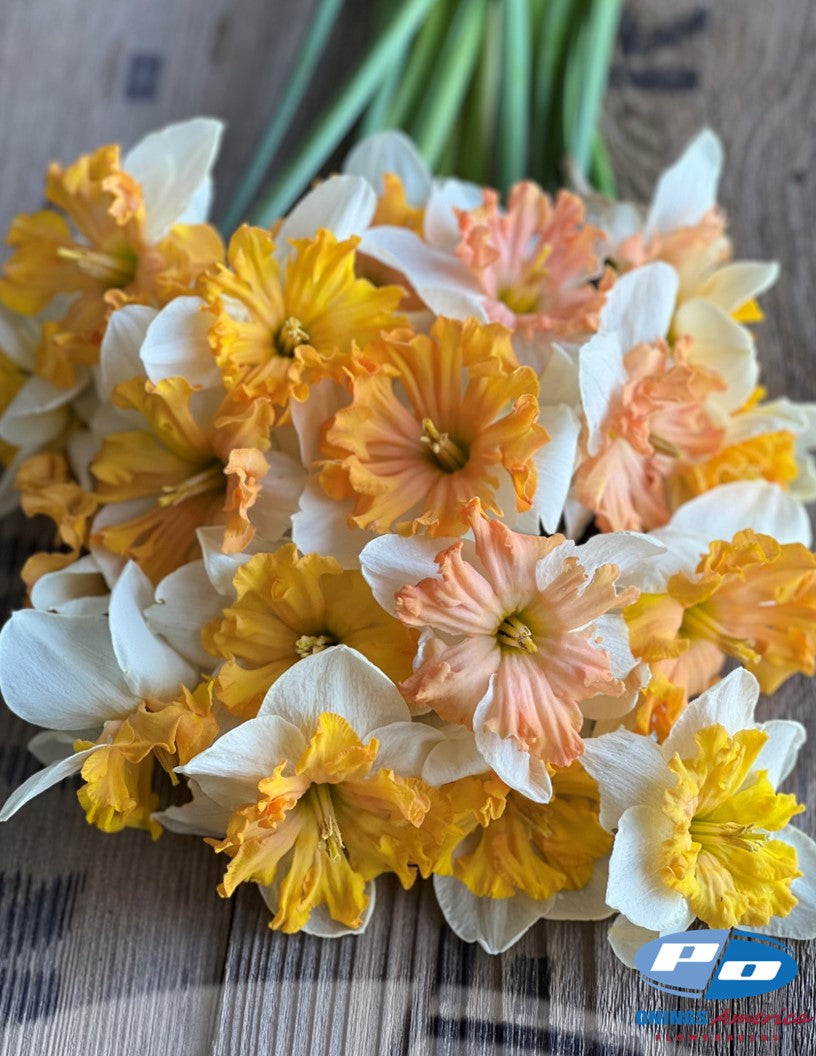 Daffodil: Mammoth Moutain (ship week 43)
