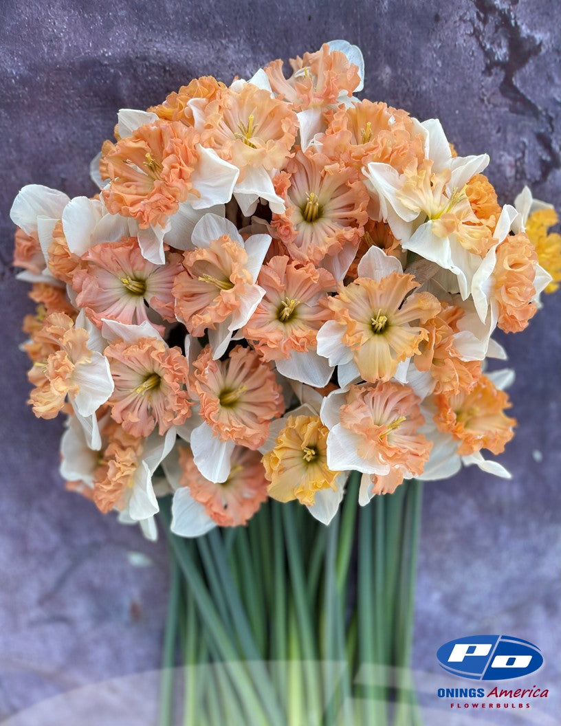 Daffodil: Mammoth Moutain (ship week 43)