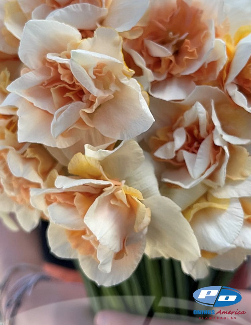 Daffodil: Sweet Paradise (ship week 43)
