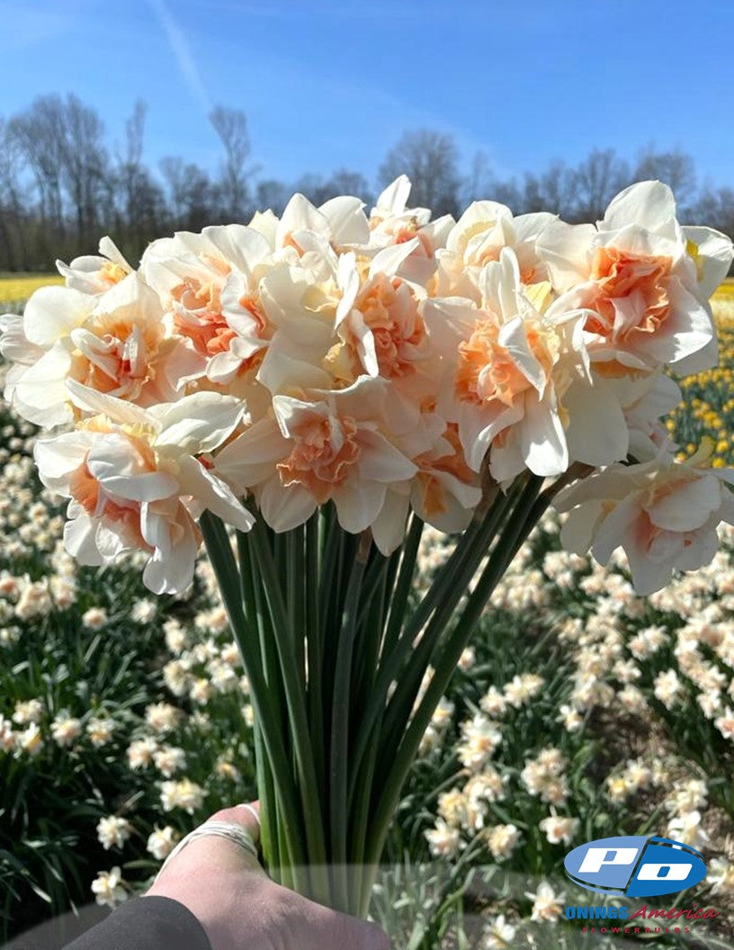 Daffodil: Sweet Paradise (ship week 43)