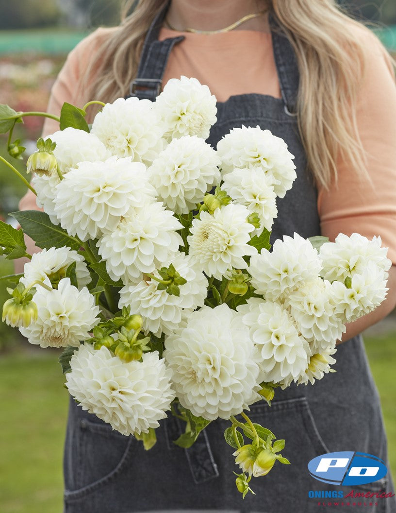 Dahlia : Boom Boom White (Shipping March 2026)