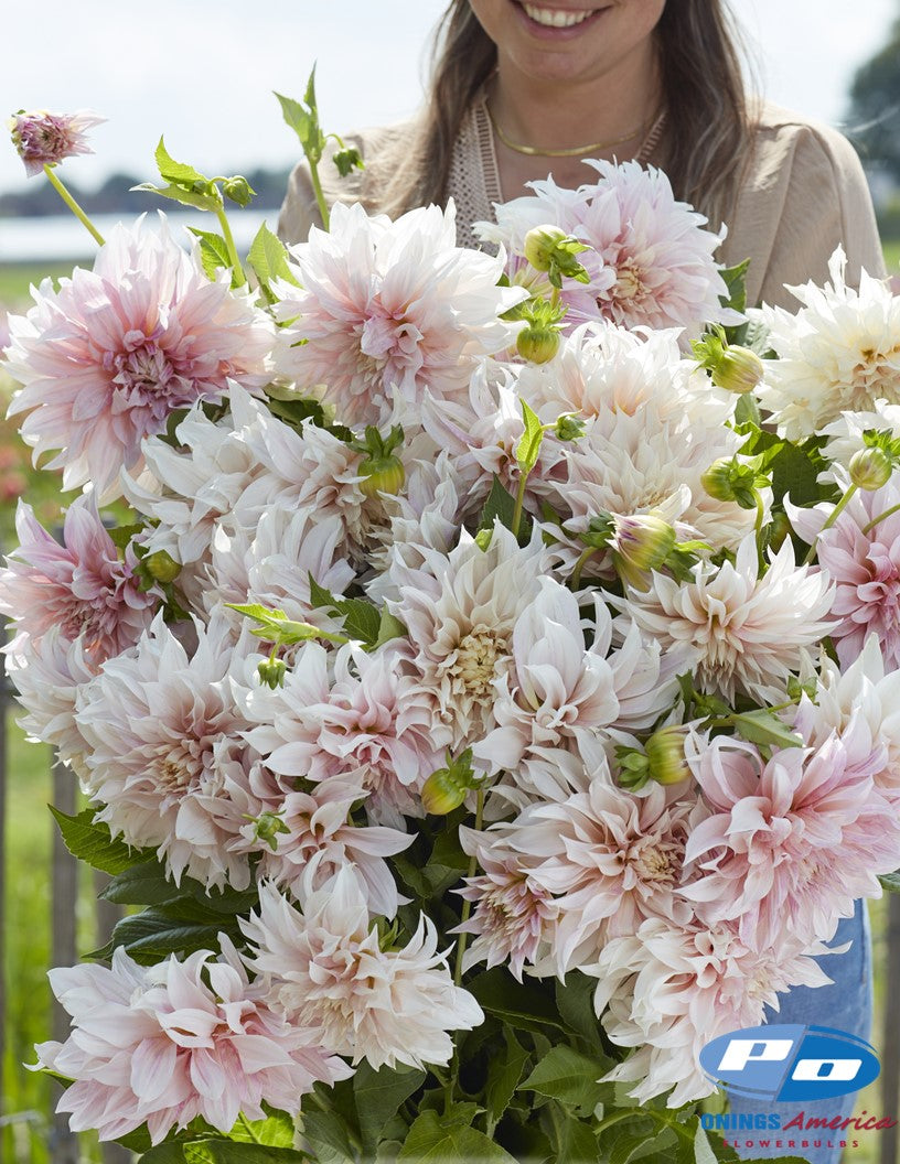 Dahlia : Cafe au Lait (Shipping Feb 2026)