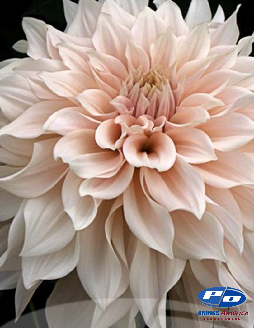 Dahlia : Cafe au Lait (Shipping Feb 2026)
