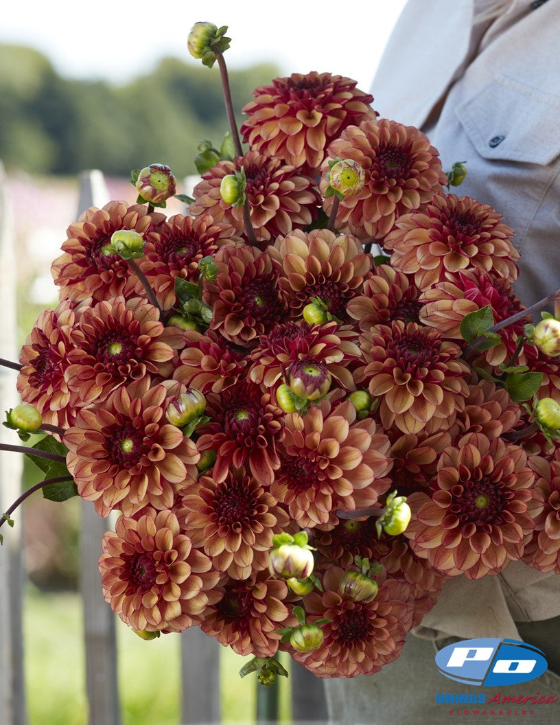 Dahlia : High Fidelity (Shipping March 2026)