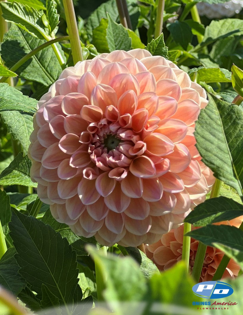Dahlia : Linda's Baby (Shipping Feb 2026)