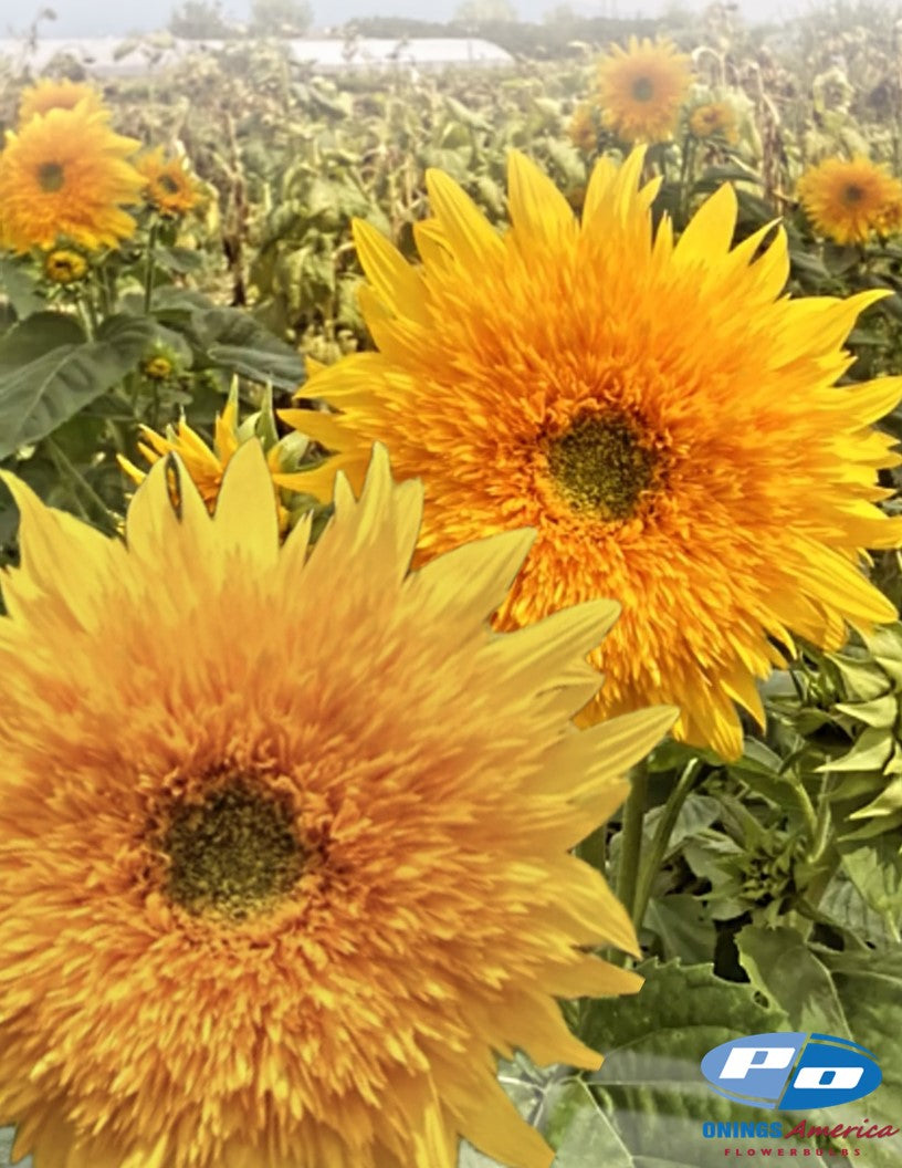 Italian Girasole (Sunflowers) 2x1000