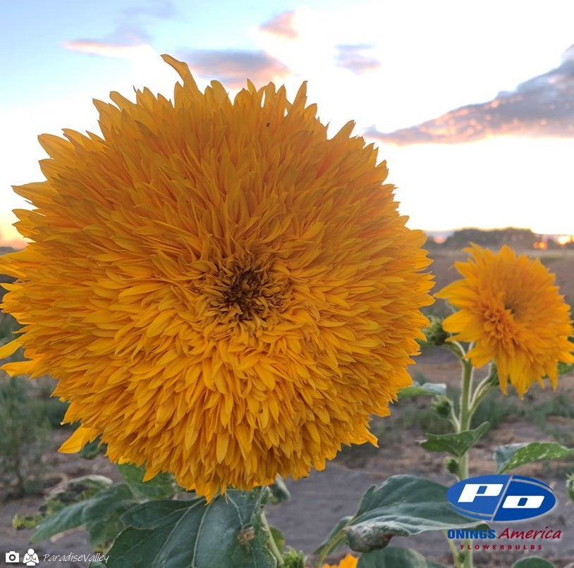 Italian Girasole (Sunflowers) 2x1000