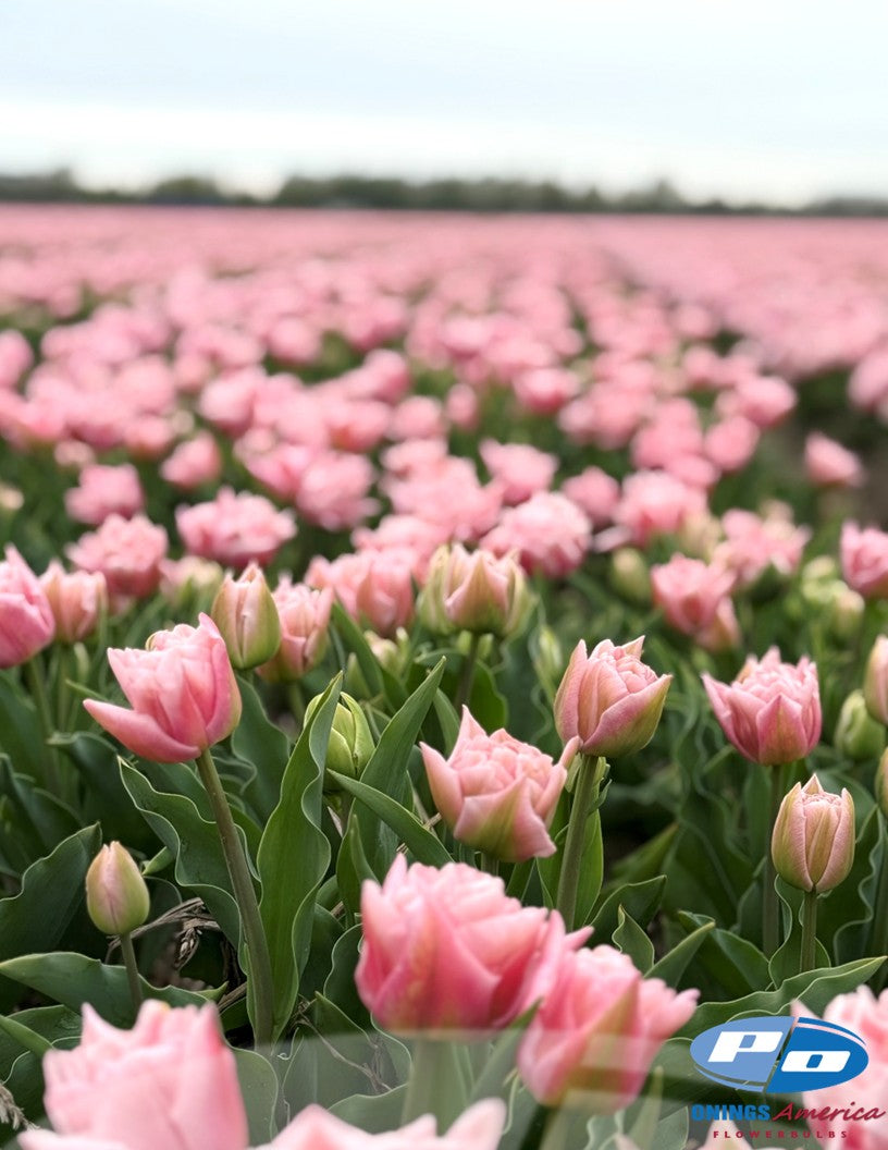 Tulip: Dreamer (ship week 43)