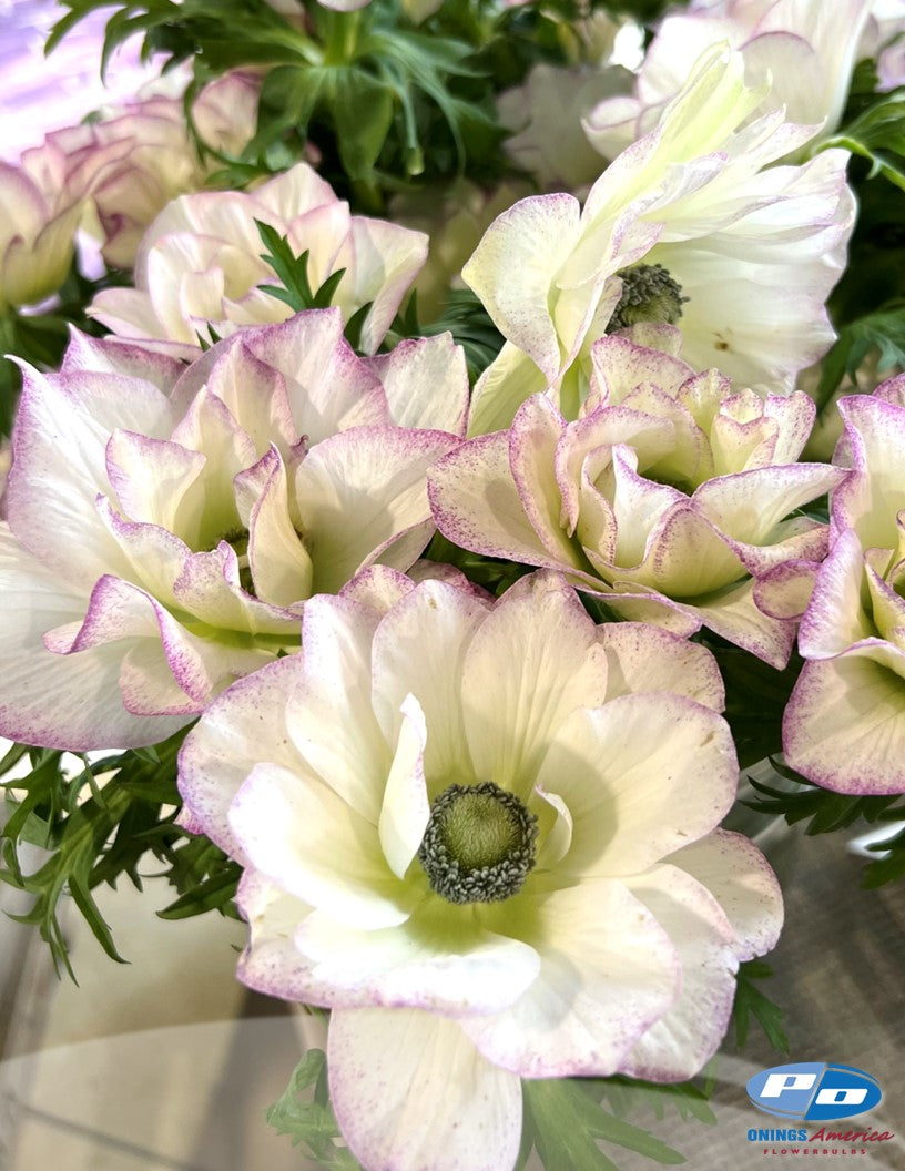 Anemone: Italian Anemone mix (fall 2026 shipping)