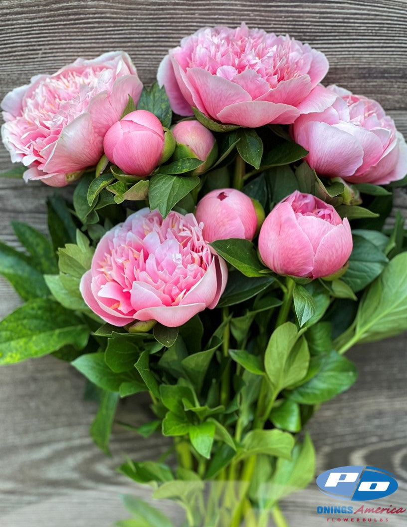Peony: 20 Etched Salmon 5/8 eyes