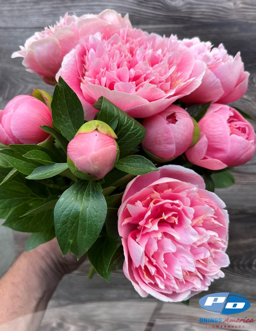 Peony: 20 Etched Salmon 5/8 eyes