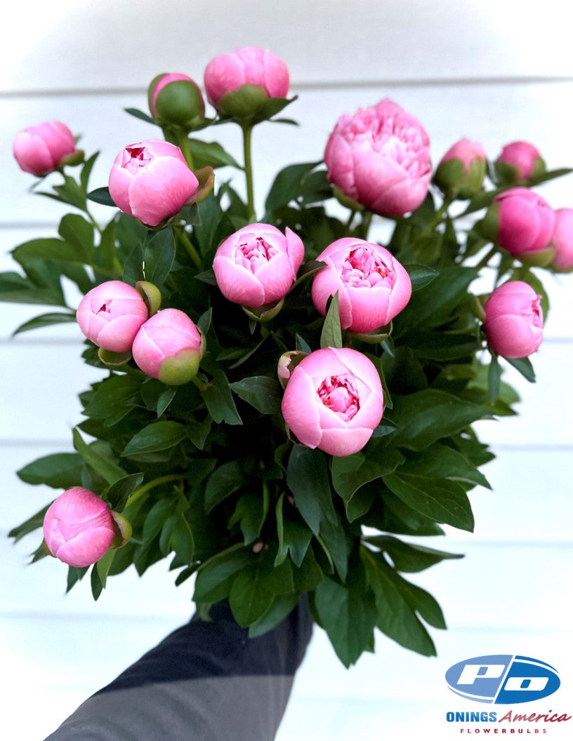 Peony: 20 Etched Salmon 5/8 eyes