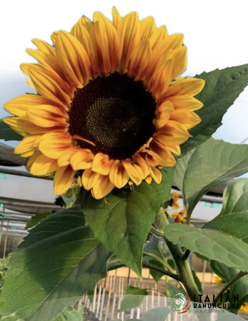 Italian Girasole (Sunflowers) 2x1000