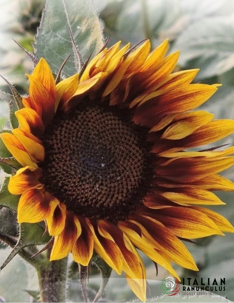 Italian Girasole (Sunflowers) 2x1000