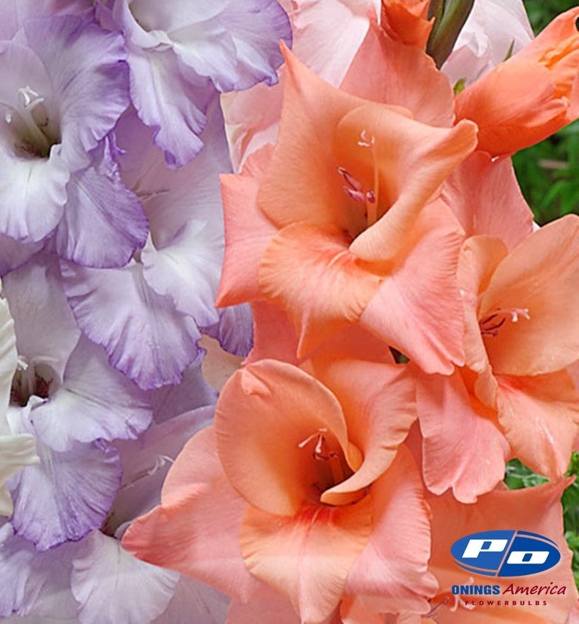 Gladiolus 500 Mixed (early March delivery)