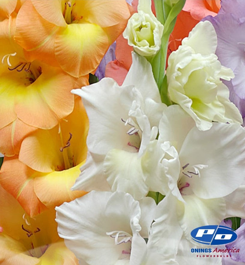 Gladiolus 500 Mixed (early March delivery)