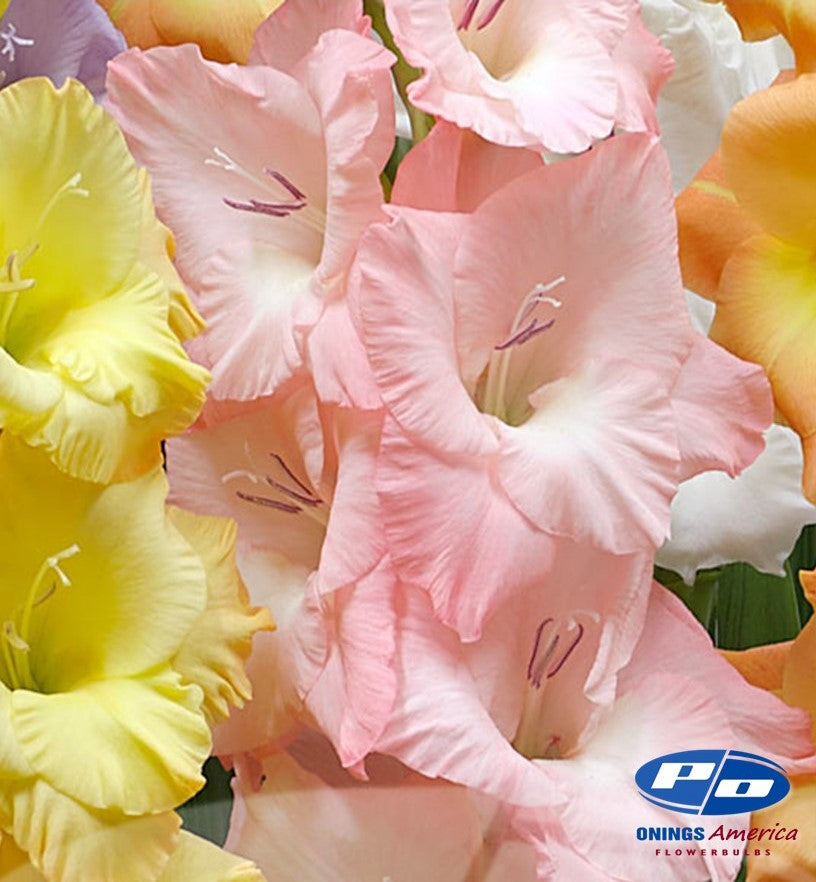 Gladiolus 500 Mixed (early March delivery)