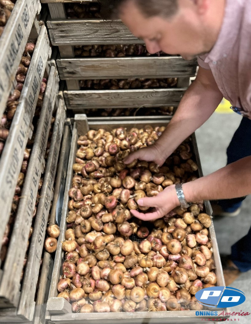 Gladiolus 500 Jean Harlow corms (shipping March 2026)