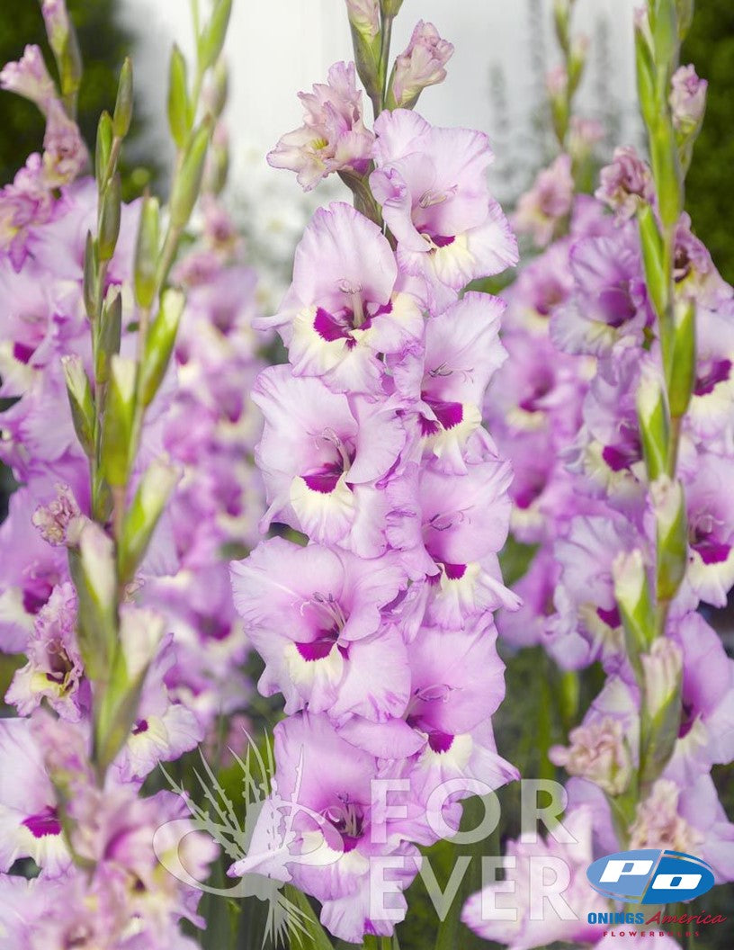 Gladiolus 500 Mixed (early March delivery)