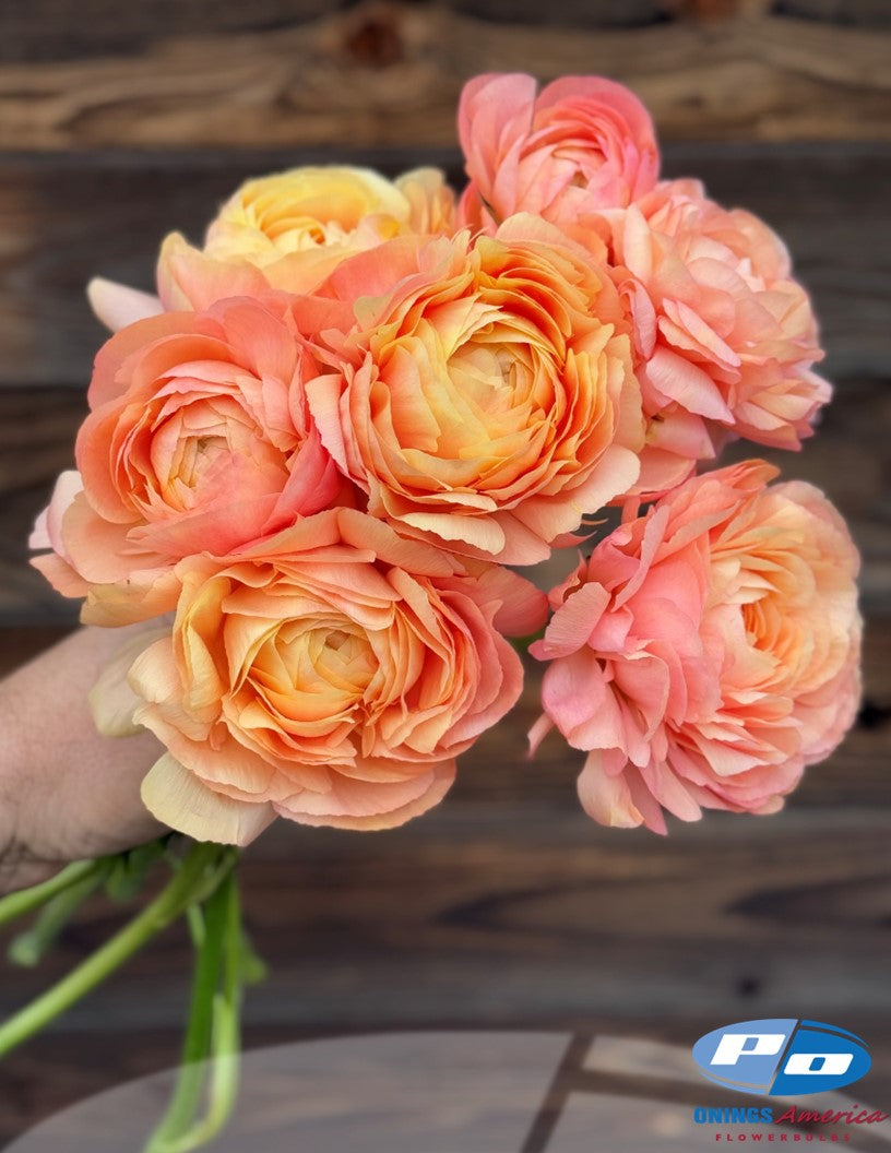 Ranunculus : Cloni Success Hanoi and Grand Pastel