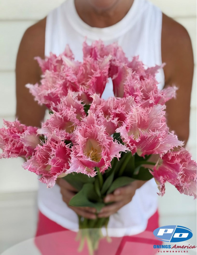 Tulip: Huis Ten Bosch (ship week 43)