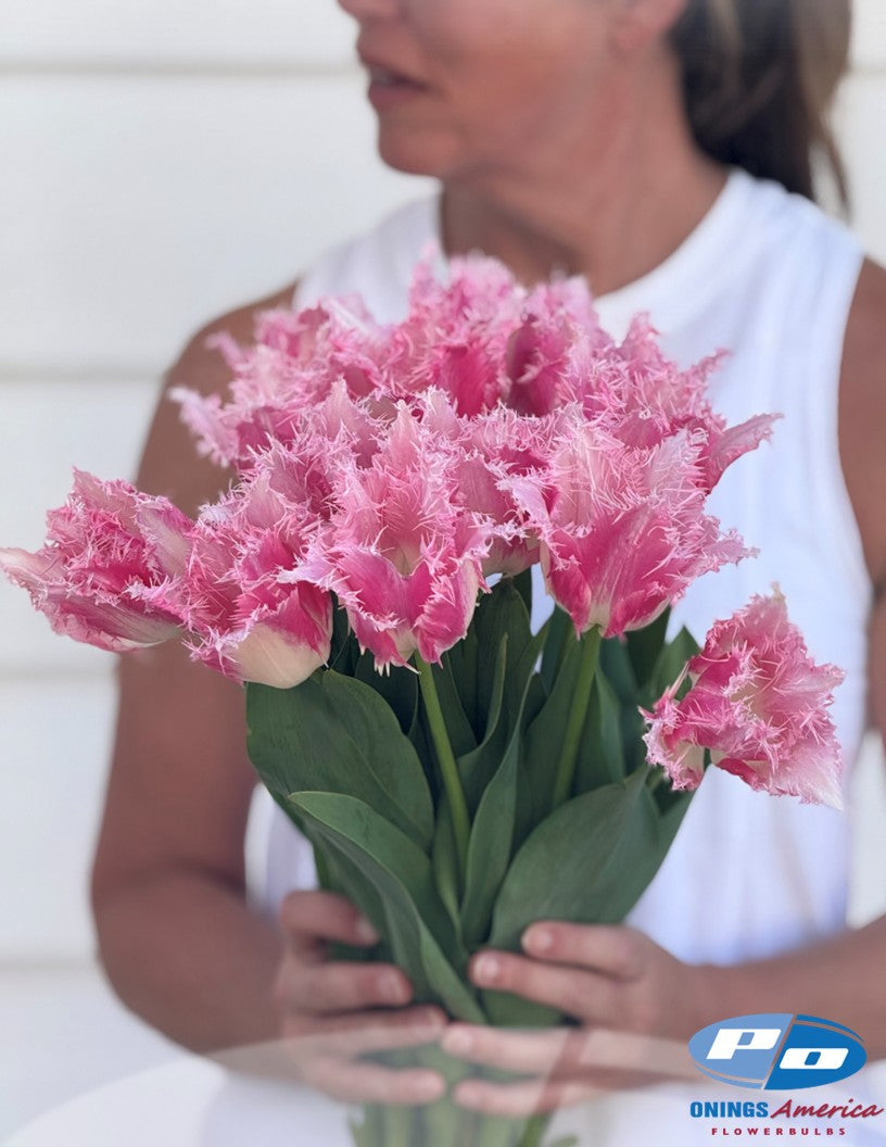 Tulip: Huis Ten Bosch (ship week 43)