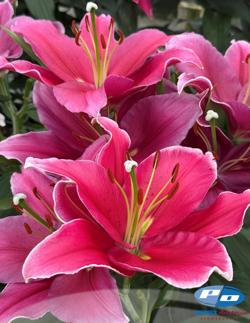 Lilies: New Zealand Oriental and OxT Lily bulbs (ship week 1 2027)