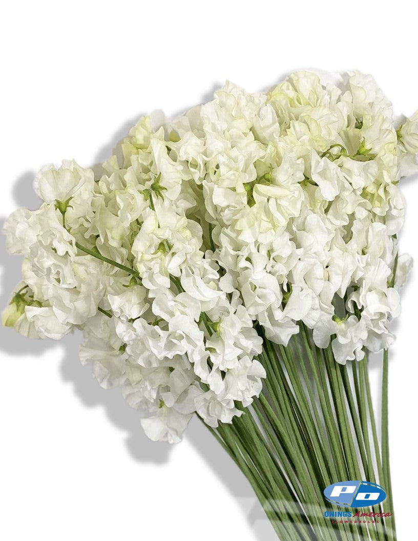 white lily japanese Japanese Lathyrus Sweet Pea 250 seed