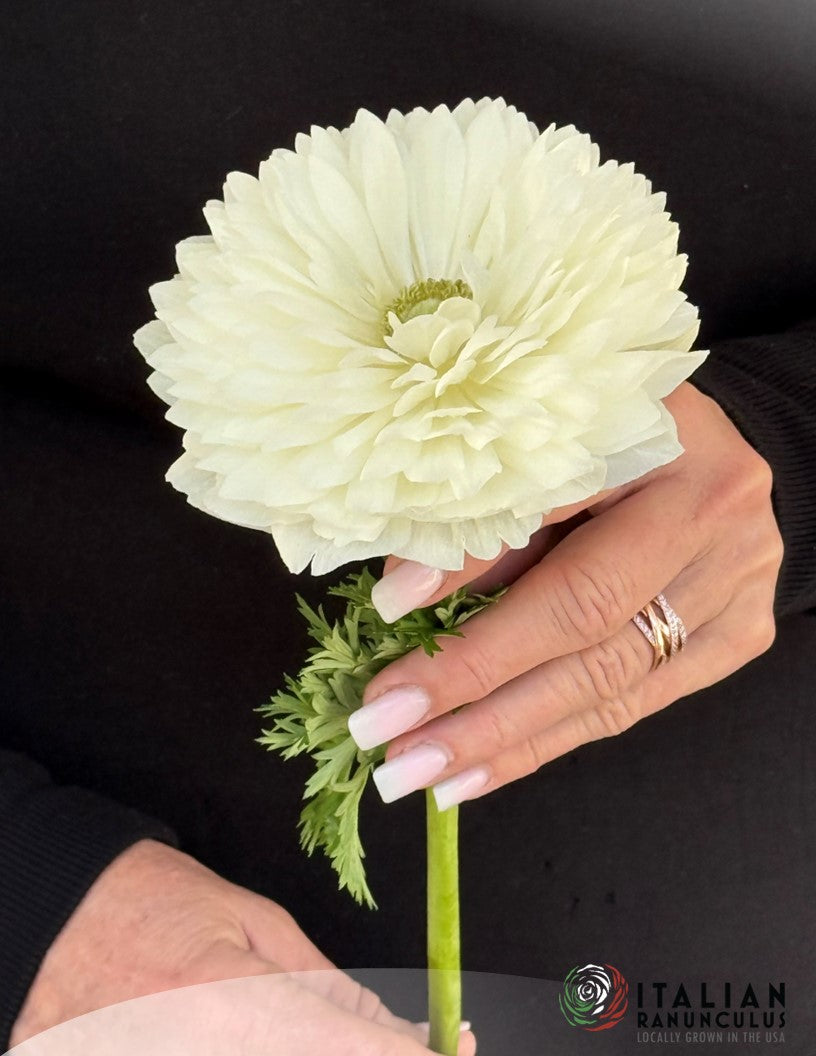 Italian Anemone pastel mix (revised)