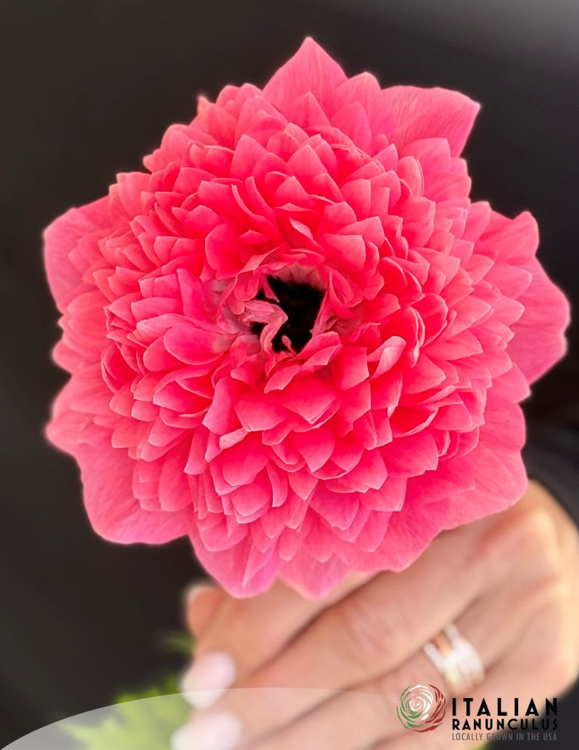 Italian Anemone pastel mix (revised)