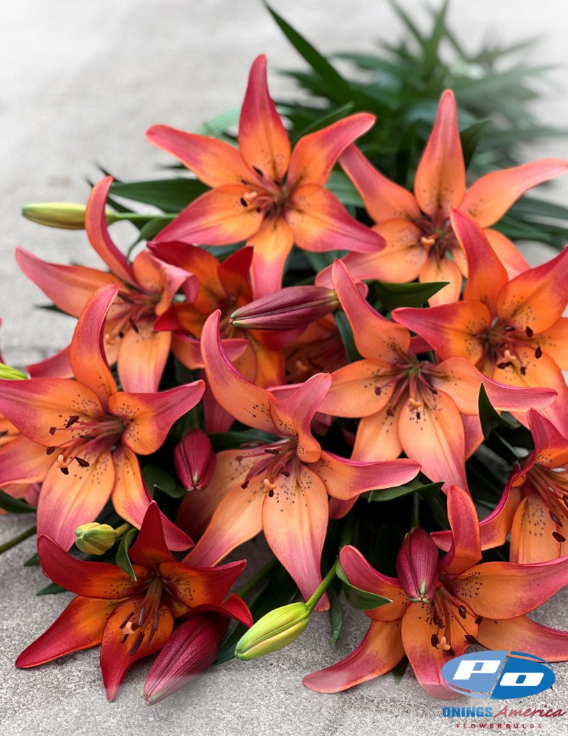 Lilies : Fall Colored American Classic LxA Hybrid lily Mix (ship week 33)