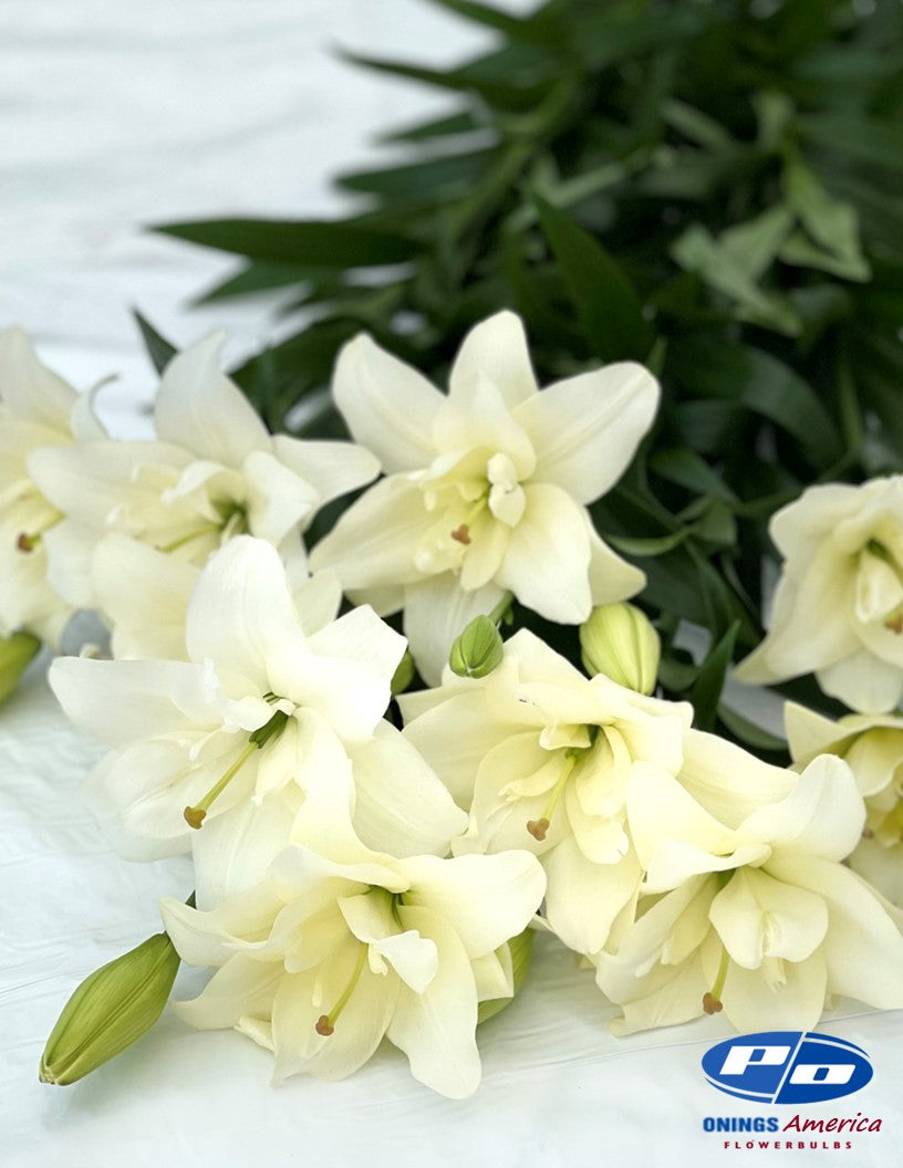 Lilies : Belvedere lilies