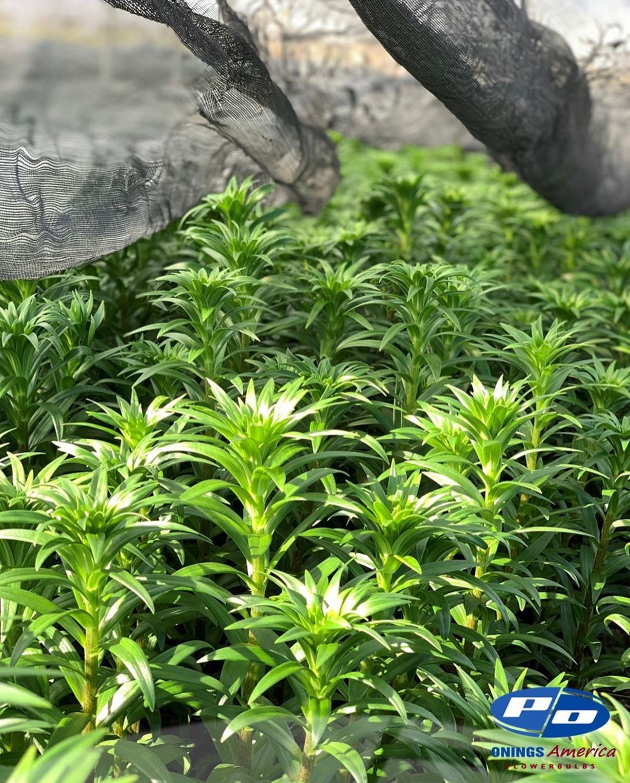 Lilies : Sweet Zanica LxA Hybrid Lily