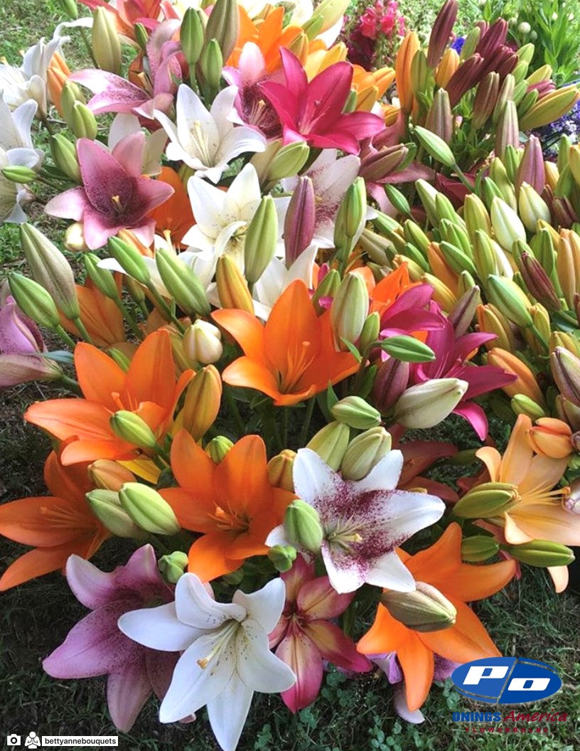 Lilies : American Classic LxA Hybrid lily Mix (ship week 4 - 2026)
