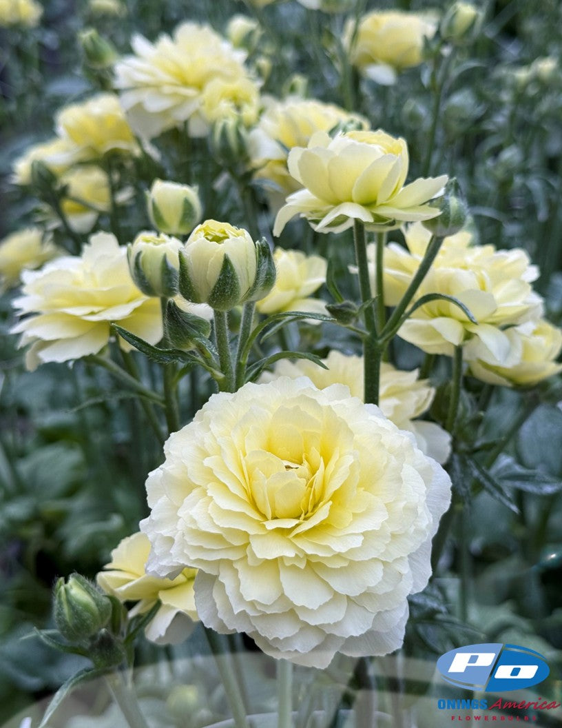 Ranunculus : Italian Ranunculus Cloni