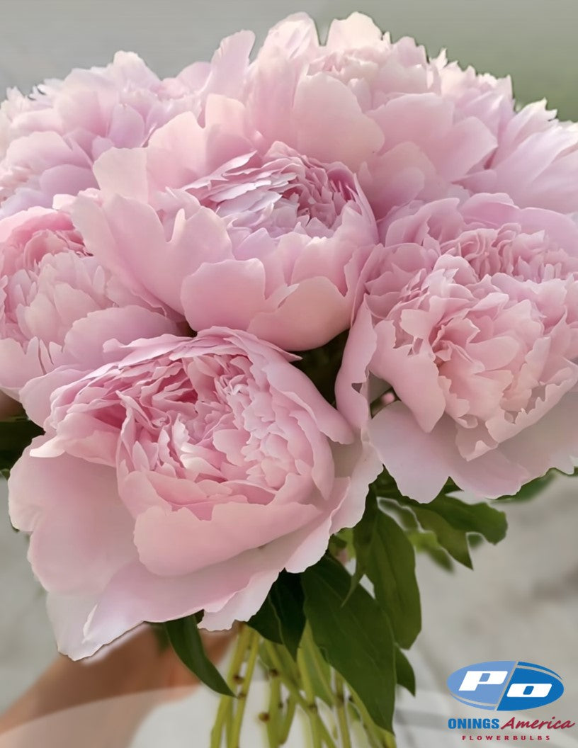 Peony: 20 Nancy Nora 5/8 eyes