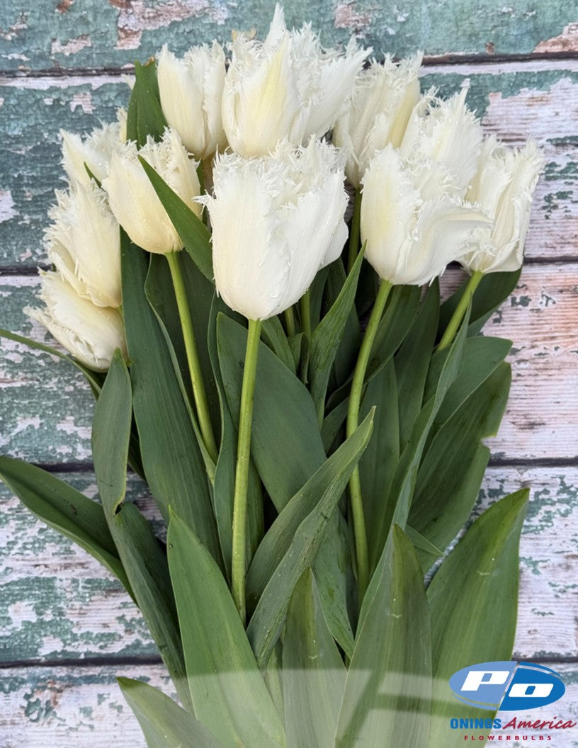 Tulip: Noordeinde (ship week 43)