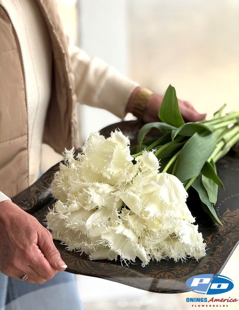 Tulip: Noordeinde (ship week 43)