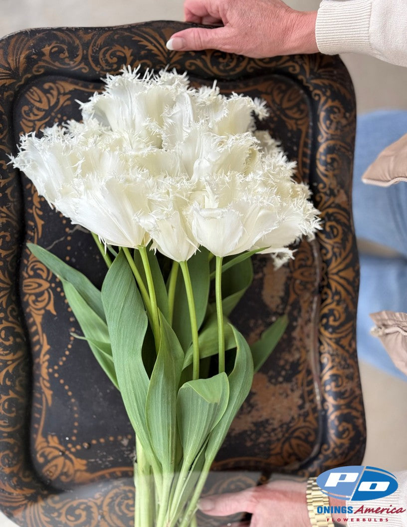 Tulip: Noordeinde (ship week 51) 48F Pre-cooled