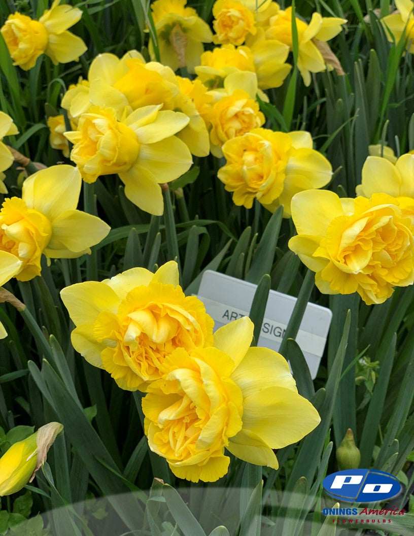 Daffodil: Art Design (ship week 46)