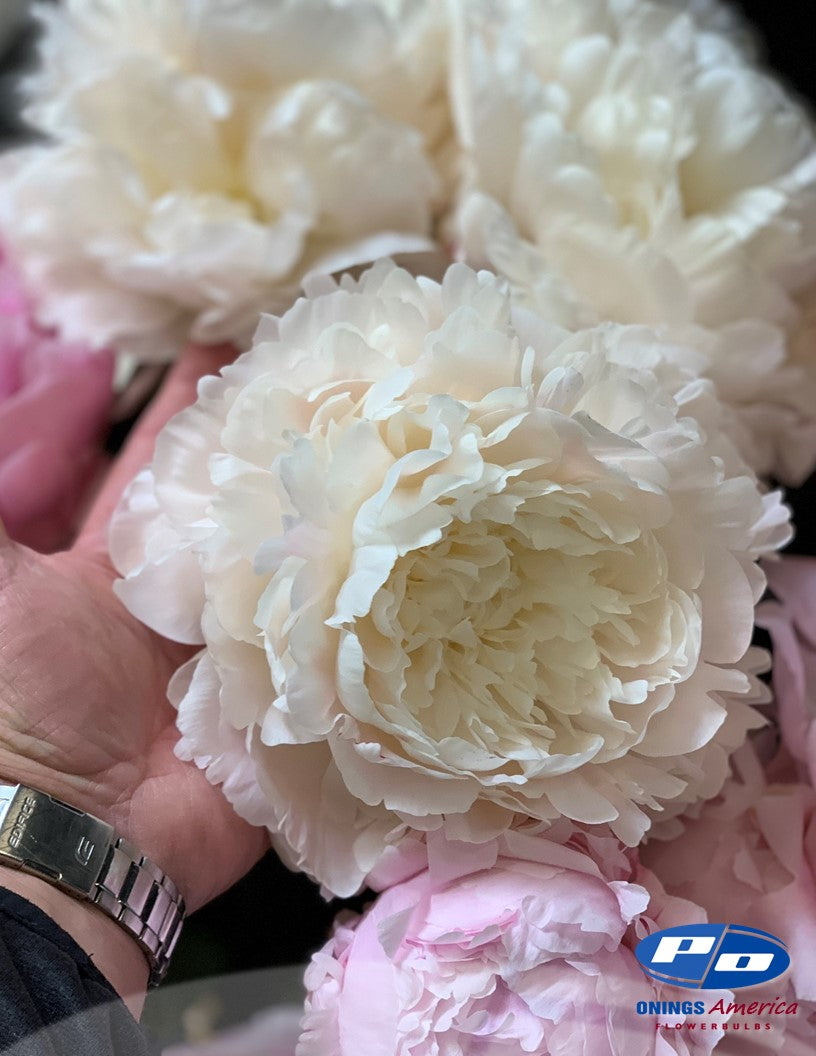 Peony: 20 Class Act 5/8 eyes