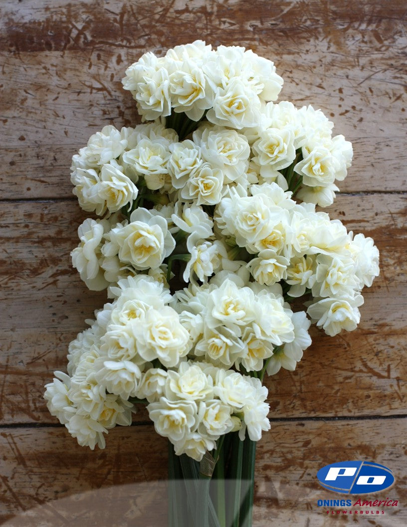 Daffodil: Erlicheer (ship week 46)