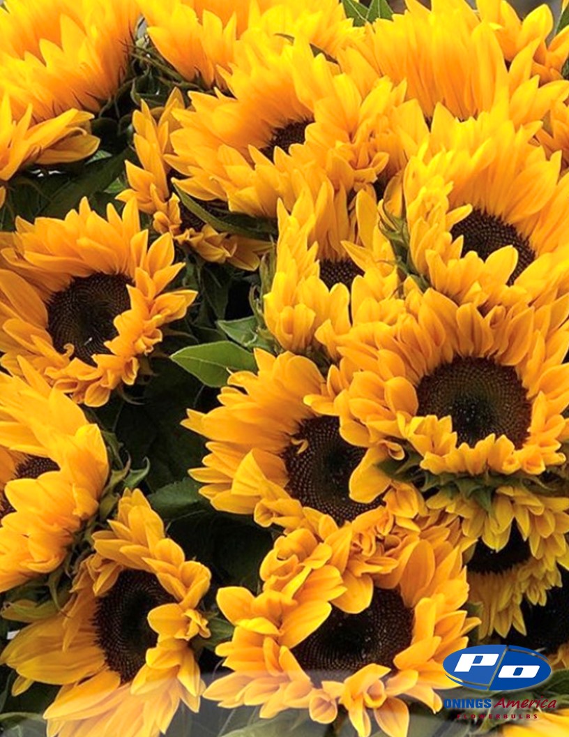 Italian Girasole (Sunflowers) 2x1000