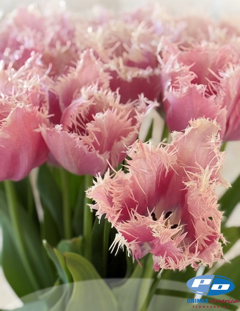 Tulip: Paleis het Loo (ship week 43)