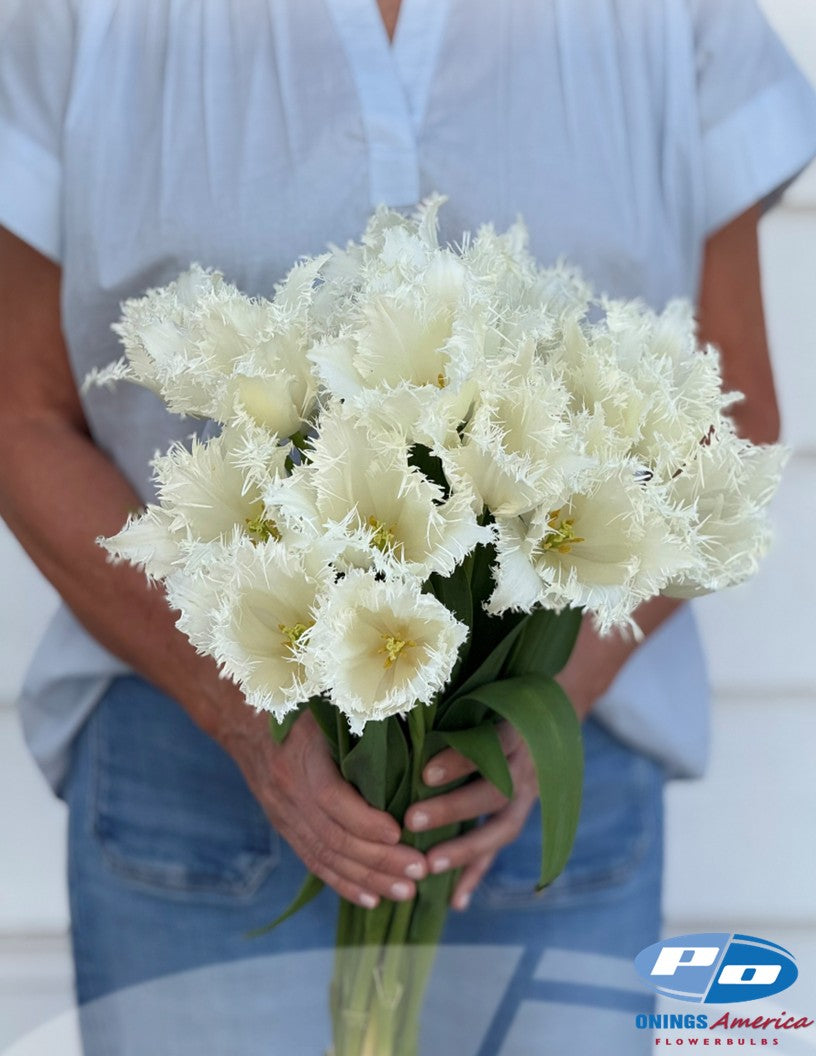 Tulip: Noordeinde (ship week 43)