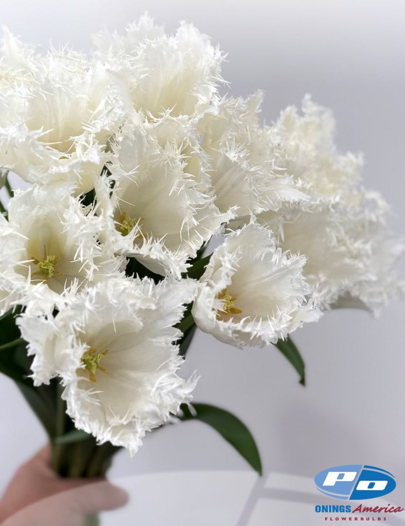 Tulip: Noordeinde (ship week 43)