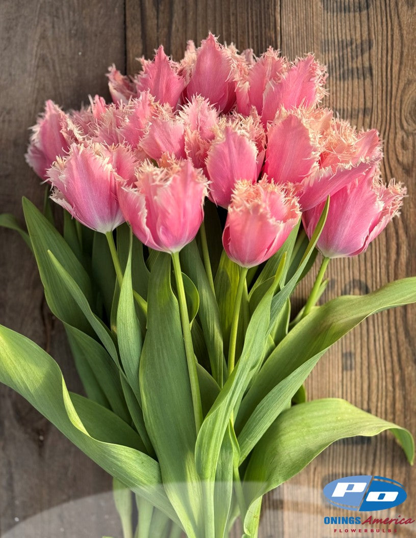 Tulip: Paleis het Loo (ship week 43)