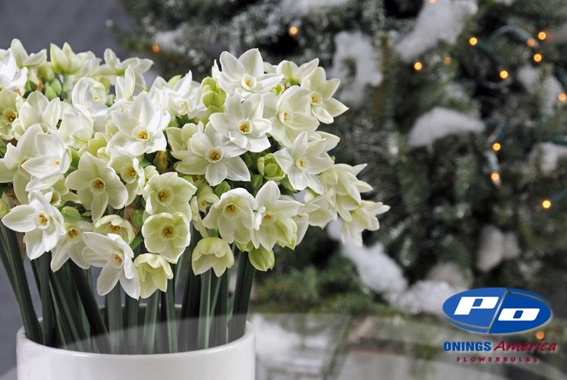 Daffodil: Paperwhite (ship week 47)